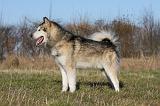 ALASKAN MALAMUTE 820